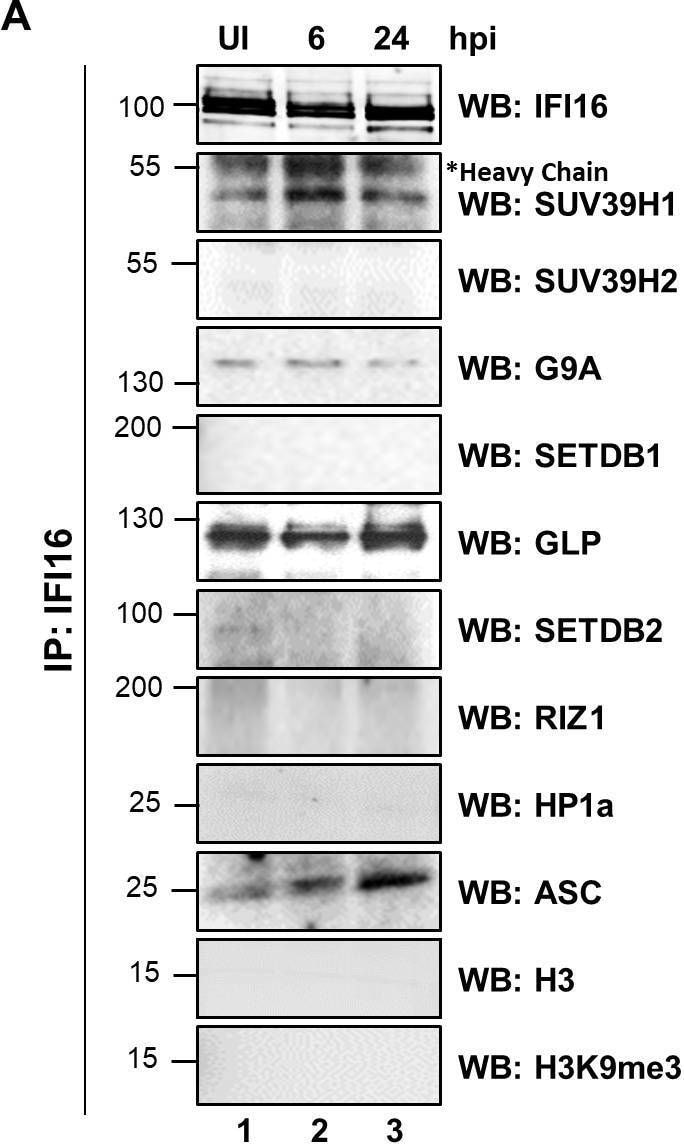 SETDB1 Antibody - BSA Free
