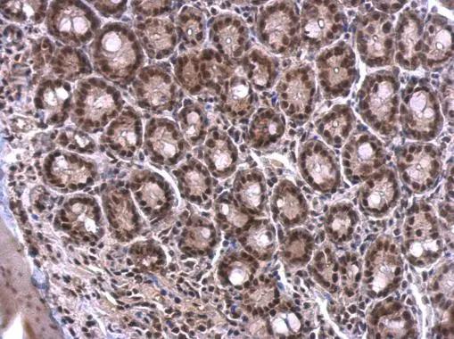 SF2 Antibody