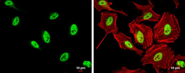 SFPQ Antibody - BSA Free
