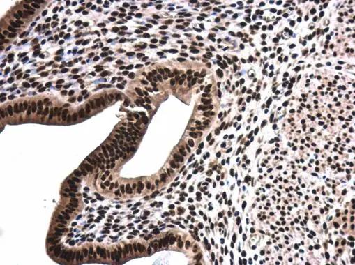 SFPQ Antibody - BSA Free