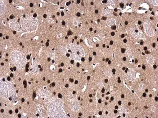 SFPQ Antibody - BSA Free