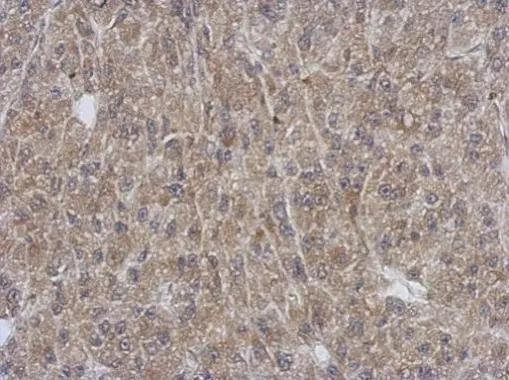 SH3YL1 Antibody - BSA Free