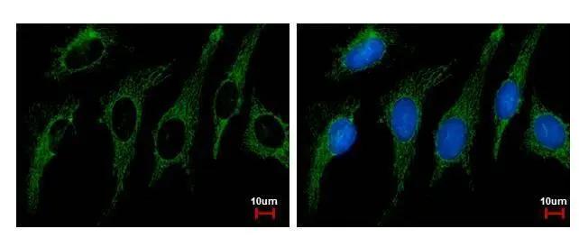 SHMT2 Antibody - BSA Free