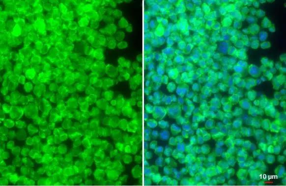 SIRP alpha/CD172a Antibody
