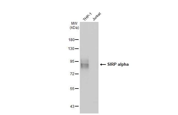 SIRP alpha/CD172a Antibody