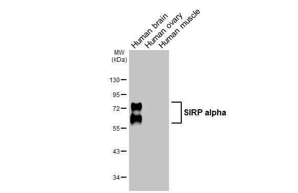 SIRP alpha/CD172a Antibody