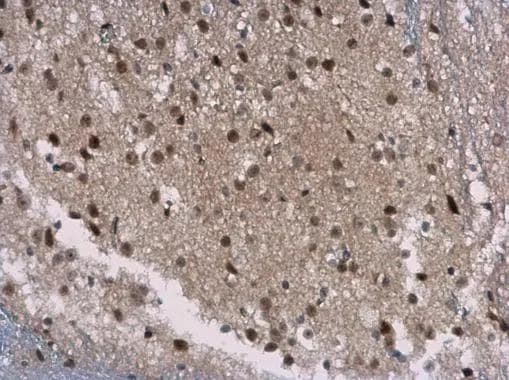 SIRT7 Antibody