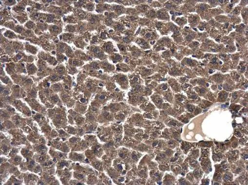 SKA1 Antibody