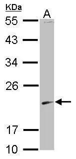 Skp1 Antibody
