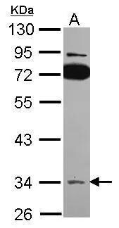 SLC25A22 Antibody - BSA Free