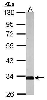 SLC25A22 Antibody - BSA Free