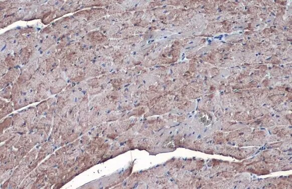 SLC25A6 Antibody