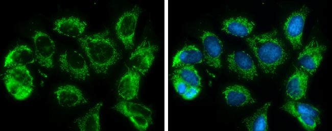 SLC25A6 Antibody
