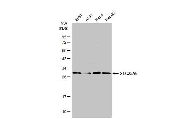 SLC25A6 Antibody