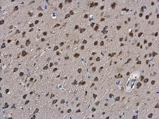 Slit2 Antibody - BSA Free