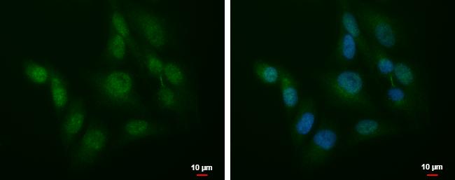 SLU7 Antibody - BSA Free