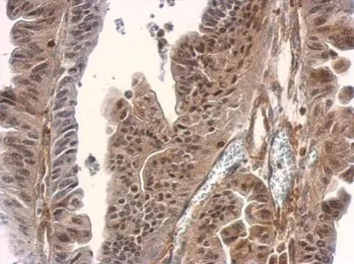 Smad3 Antibody - BSA Free