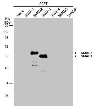 Smad3 Antibody - BSA Free