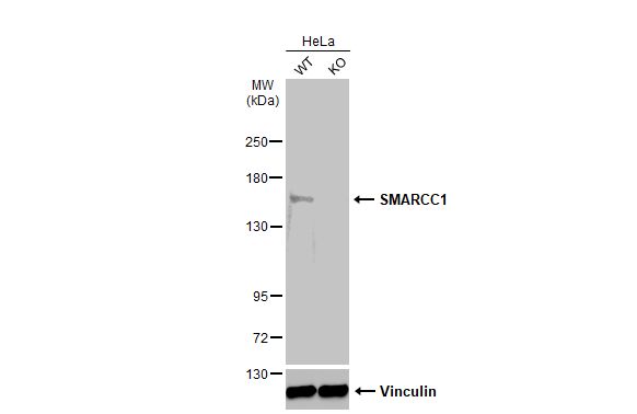 SMARCC1 Antibody