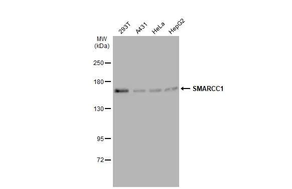 SMARCC1 Antibody