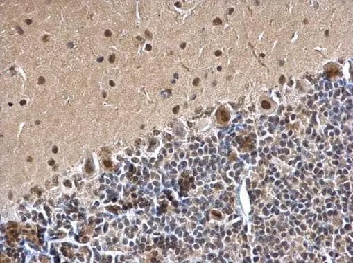 SMARCC1 Antibody - BSA Free