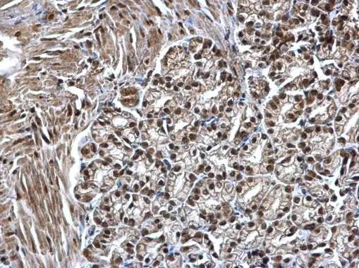 SMARCC1 Antibody - BSA Free