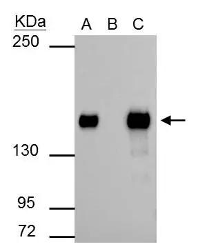 SMARCC1 Antibody - BSA Free