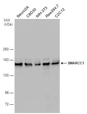 SMARCC1 Antibody - BSA Free