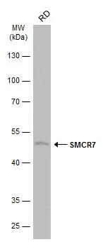 SMCR7 Antibody - BSA Free