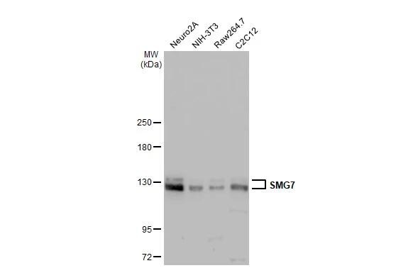 SMG7 Antibody