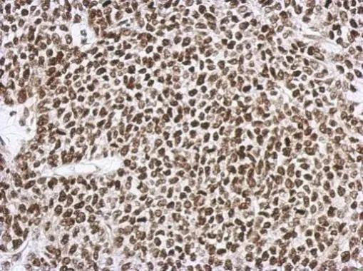 SNIP1 Antibody