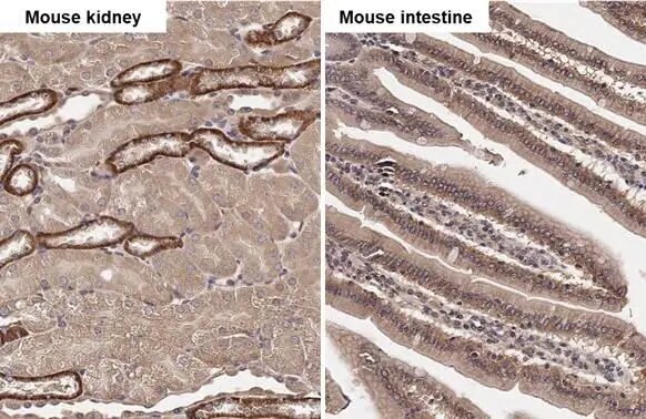 SNX5 Antibody