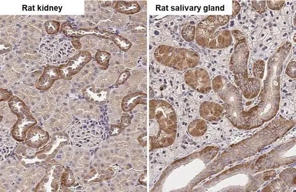 SNX5 Antibody