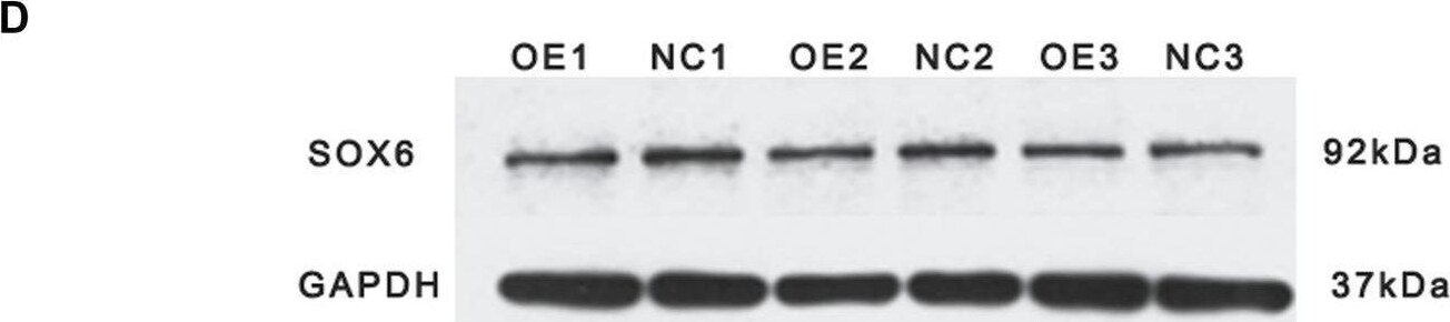 SOX6 Antibody