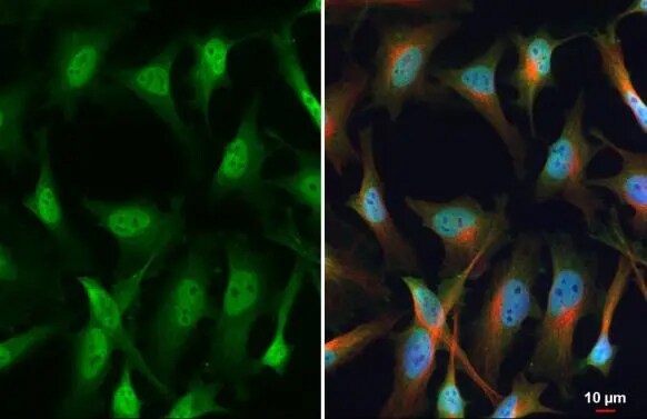 SP1 Antibody