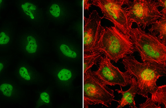 SP1 Antibody