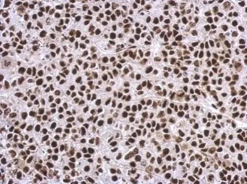 SP1 Antibody - BSA Free