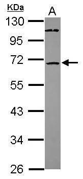 ST6GALNAC1 Antibody