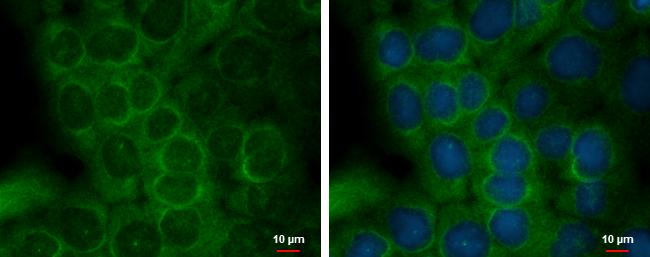 Staufen Antibody - BSA Free