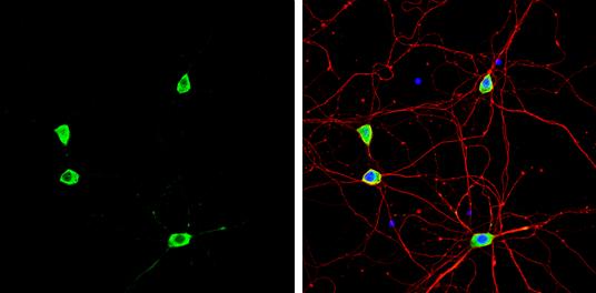 Staufen Antibody - BSA Free
