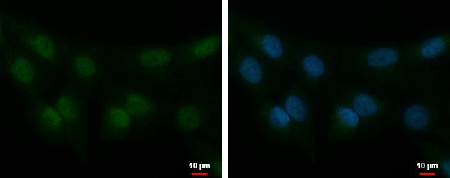 STK40 Antibody