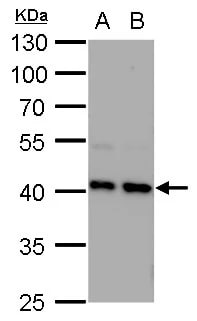 STRAP Antibody