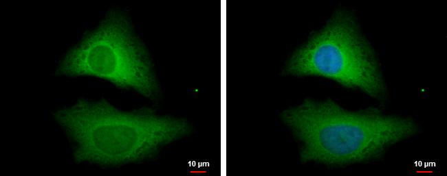 STRAP Antibody - BSA Free