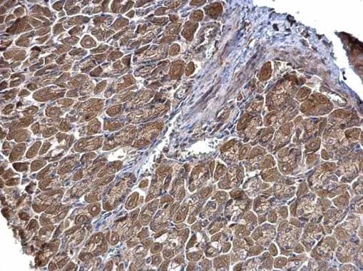 STRAP Antibody - BSA Free