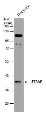 STRAP Antibody - BSA Free