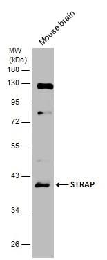 STRAP Antibody - BSA Free
