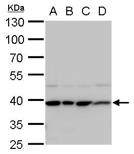 STRAP Antibody - BSA Free