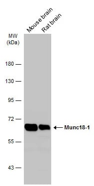 Syntaxin-BP1 Antibody