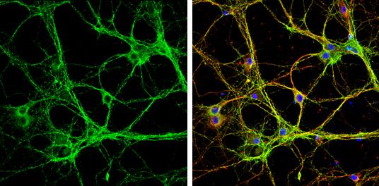Syntaxin-BP1 Antibody - BSA Free