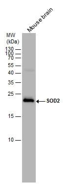 SOD2/Mn-SOD Antibody - BSA Free